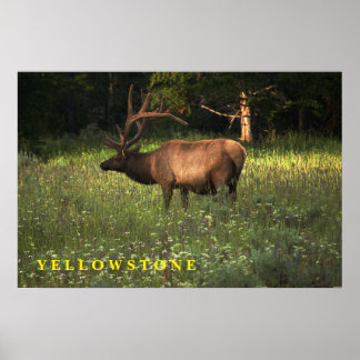 Poster Yellowstone Elk