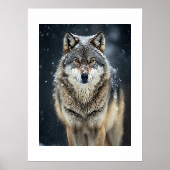 Poster Yellowstone Wolf (Front)