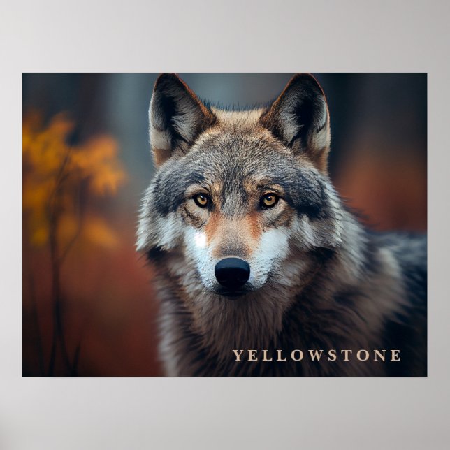 Poster Yellowstone Wolf (Front)