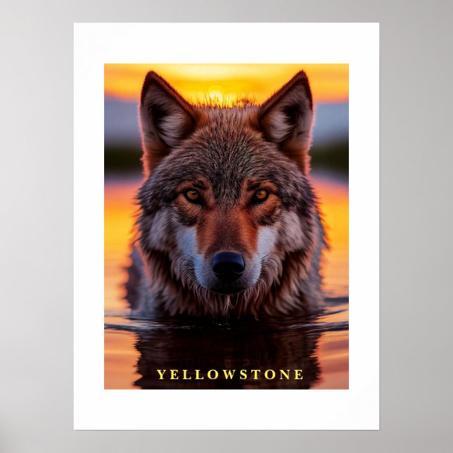 Poster Yellowstone Wolf (Front)