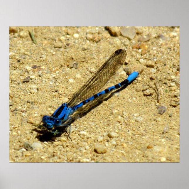 Poster - You Looking at Me? (Front)
