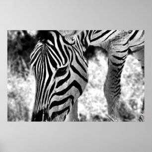 Poster Zebra close up