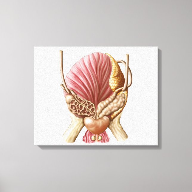 Posterior View Of Urinary Bladder Canvas Print (Front)