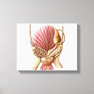 Posterior View Of Urinary Bladder Canvas Print