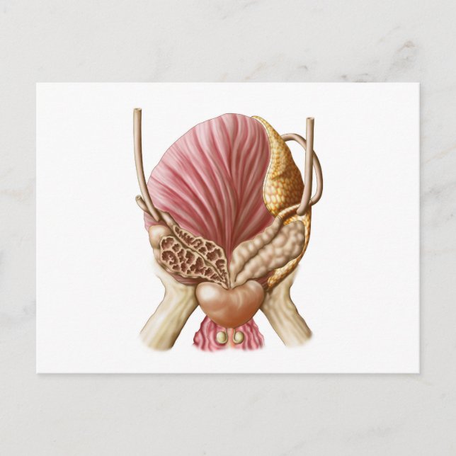 Posterior View Of Urinary Bladder Postcard (Front)