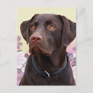 Postkarte Labrador Lorenzo Postcard