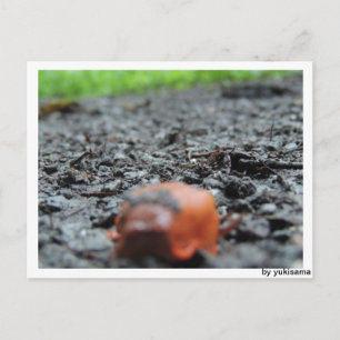 Postkarte - Nacktschnecke Postcard