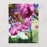 Postkarte - Rosa Blumen