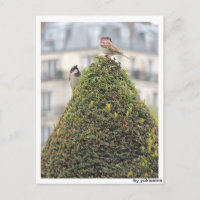 Postkarte - Vögel