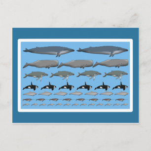 Postkarte "Wale" Postcard