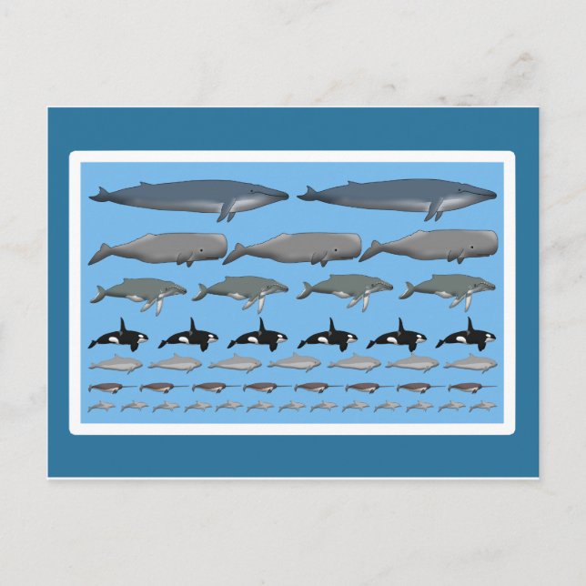 Postkarte "Wale" Postcard (Front)