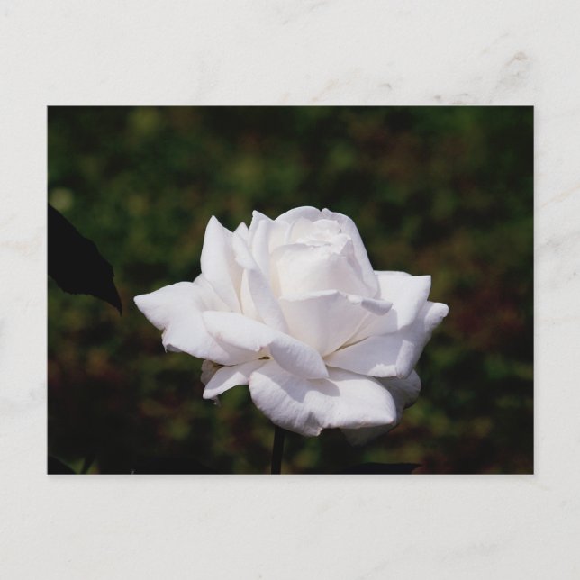 Postkarte weisse Rose Postcard (Front)