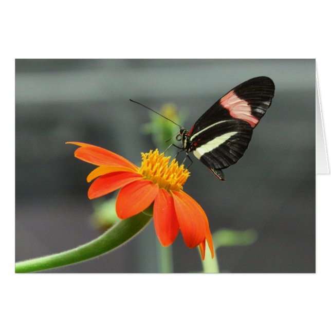 Postman butterfly (Front Horizontal)
