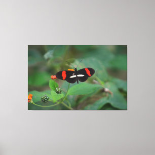 Postman Butterfly Canvas Print