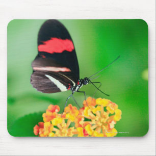 Postman rosina butterfly collecting nectar from mouse pad
