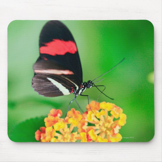 Postman rosina butterfly collecting nectar from mouse pad (Front)