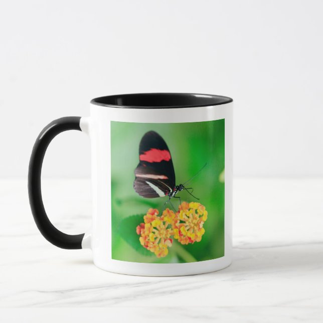Postman rosina butterfly collecting nectar from mug (Left)