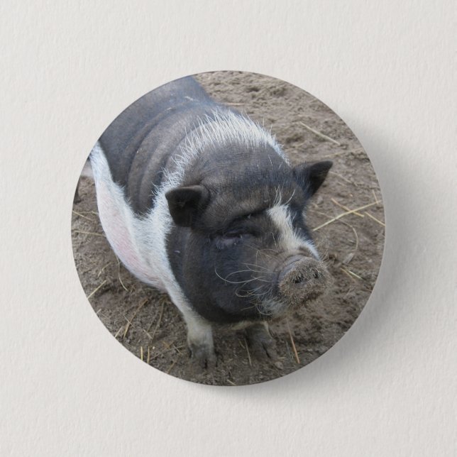 Pot Bellied Pig 6 Cm Round Badge (Front)