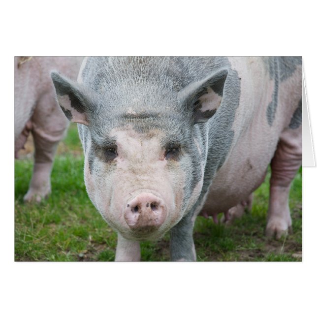 Pot Belly Pig, Norfolk UK (Front Horizontal)