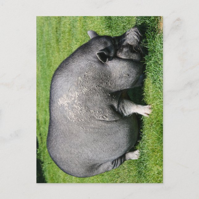 Pot belly pig postcard (Front)