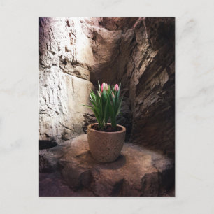 Pot of Tulips in a Grotto Postcard