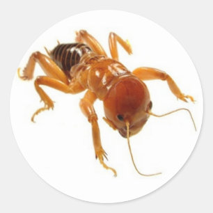 Potato Bug Classic Round Sticker