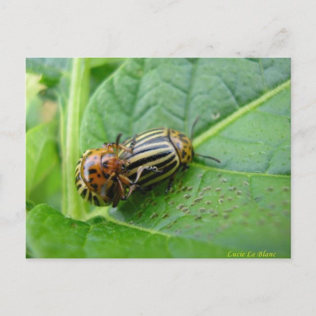 Potato bugs postcard (Front)