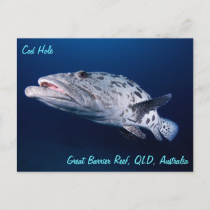 Potato Cod at the Cod Hole Postcard