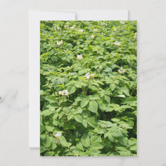 Potato field