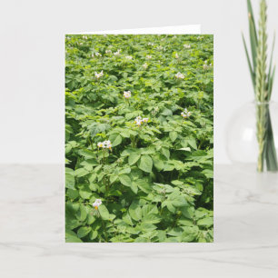 Potato field card