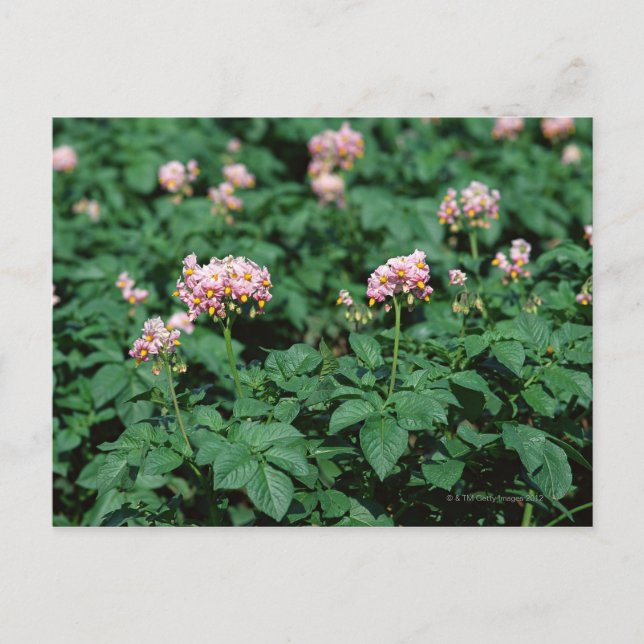 Potato Field Postcard (Front)