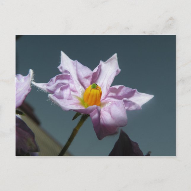 Potato Flower Postcard (Front)