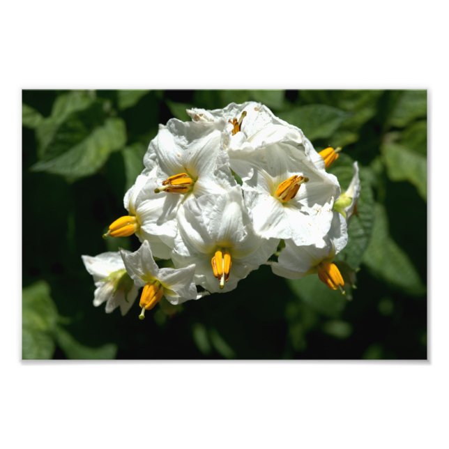 Potato Flowers Print (Front)