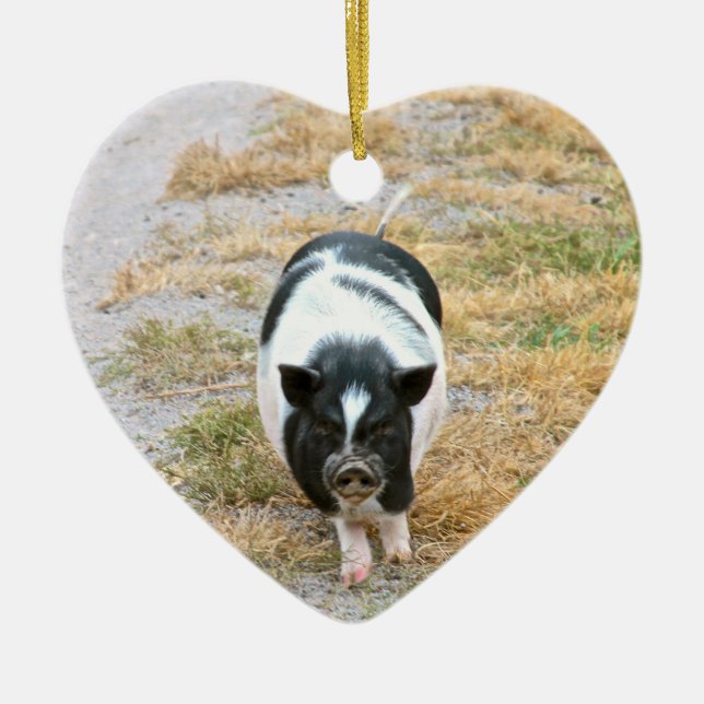 Potbelly Pig | Cute Farm Animal Photo Ceramic Tree Decoration (Front)