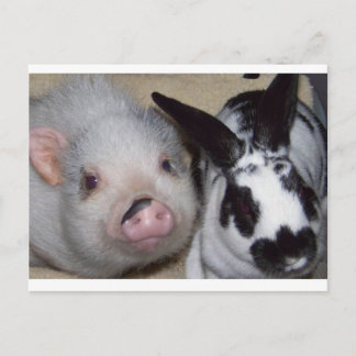 Potbelly Pig & Friend Postcard