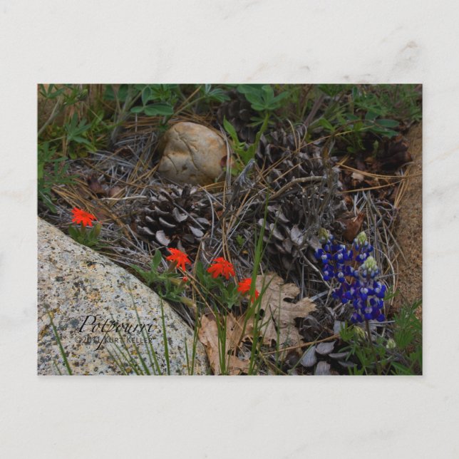 Potpourri Postcard (Front)