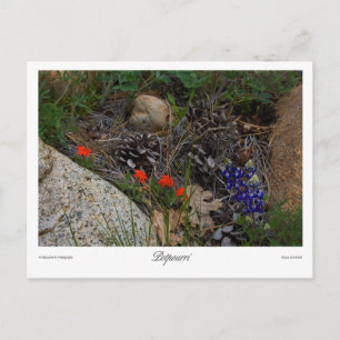 Potpourri Print Postcard