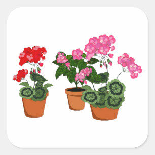 Pots of Geraniums Square Sticker