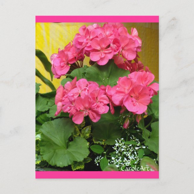 "Potted Coral Pink Geraniums" Notes & Stamps Postcard (Front)