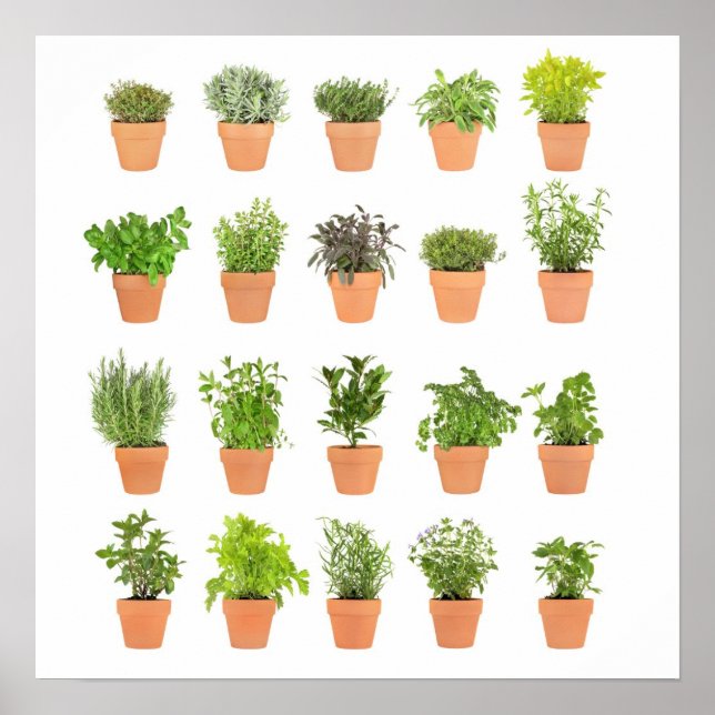 Potted herbal plants customise with your own text poster (Front)