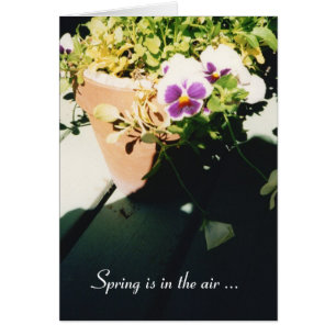 Potted Spring Pansies