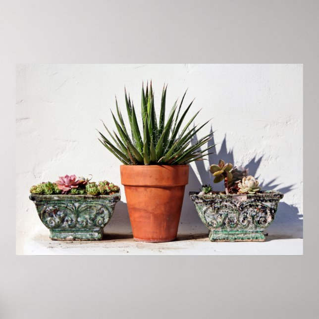 Potted Succulents Poster (Front)