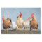 Poultry Chickens Farm 2 Decoupage Tissue Paper