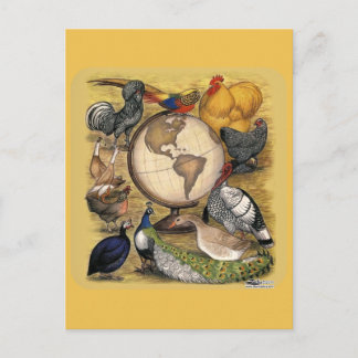 Poultry of the World Postcard