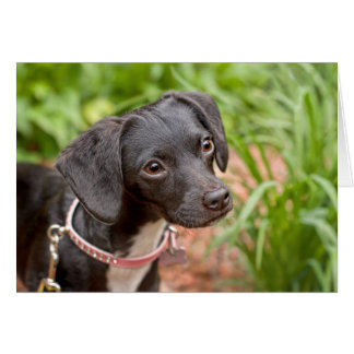 Pound Puppy Rescue Delilah