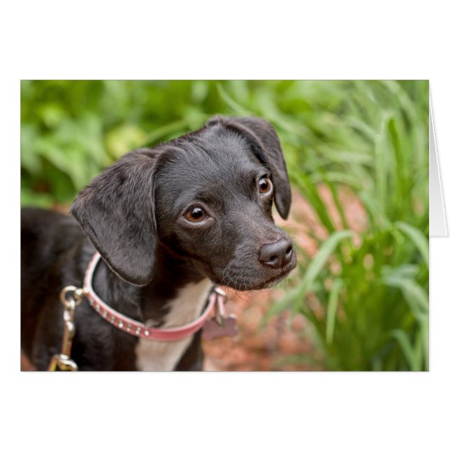 Pound Puppy Rescue Delilah (Front Horizontal)