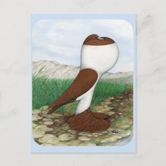 Pouter Pigeon Red Hana Postcard