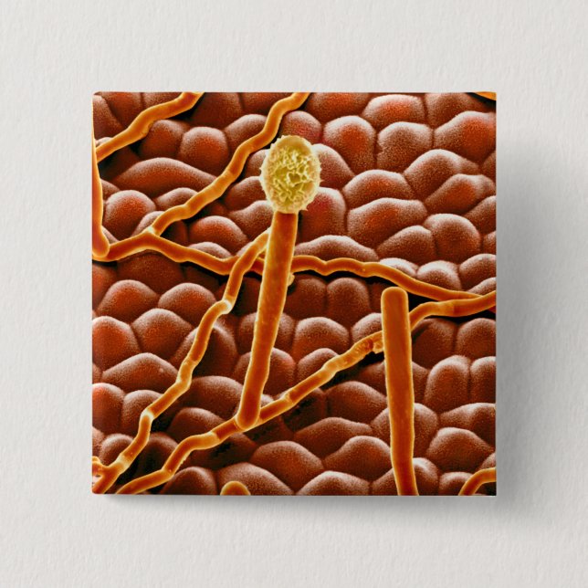 Powdery Mildew Fungus on Poinsettia 15 Cm Square Badge (Front)