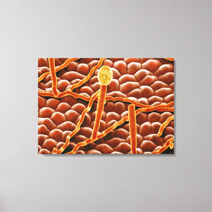 Powdery Mildew Fungus on Poinsettia Canvas Print