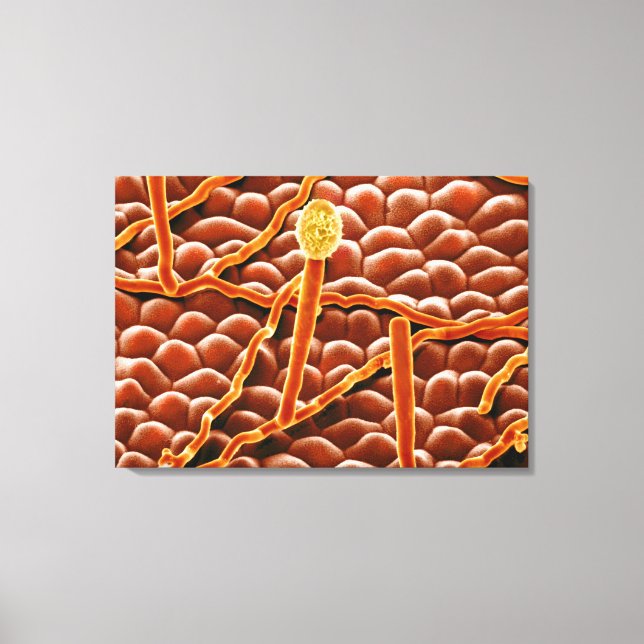 Powdery Mildew Fungus on Poinsettia Canvas Print (Front)